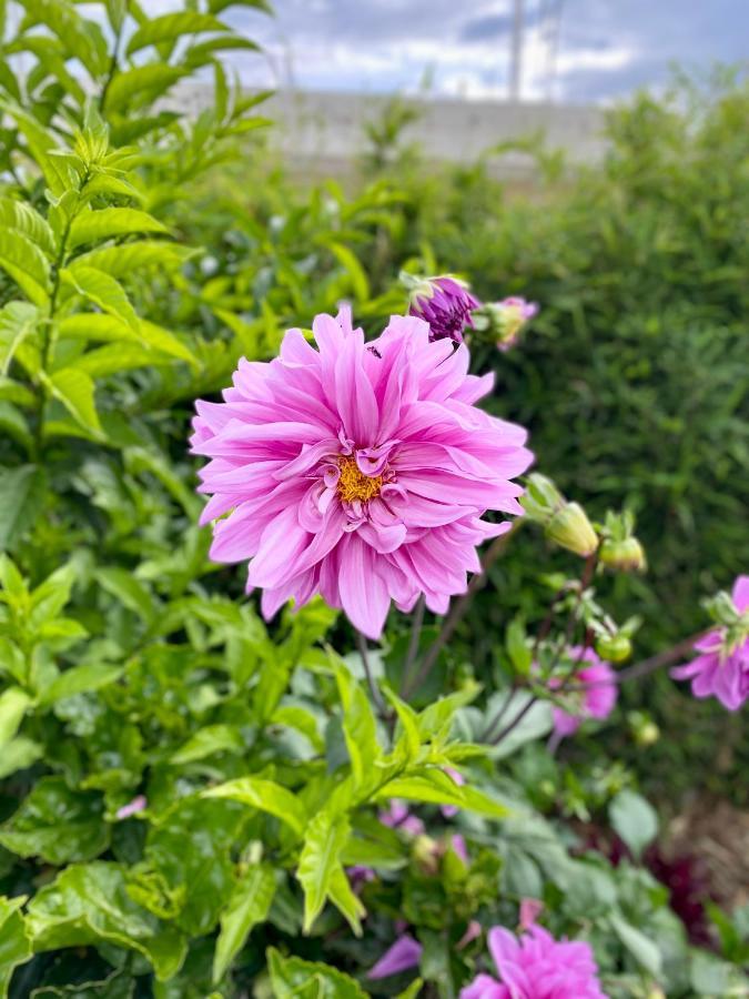 Hospedaje El Girasol Tababela Quito Eksteriør billede